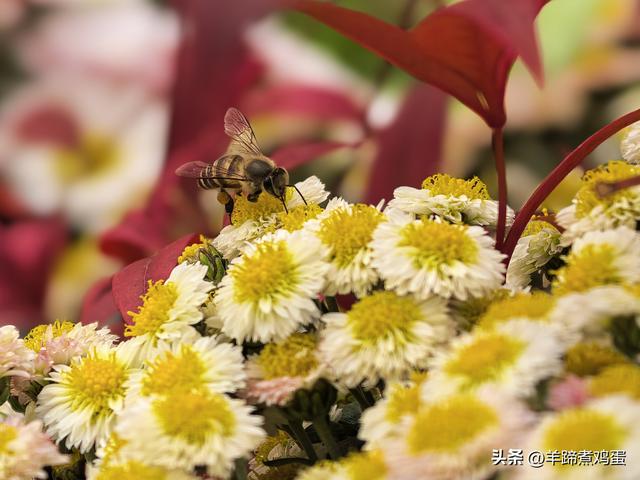 秋风独宠一园菊，晚来香艳出樊篱——北京北海公园2025年菊花展