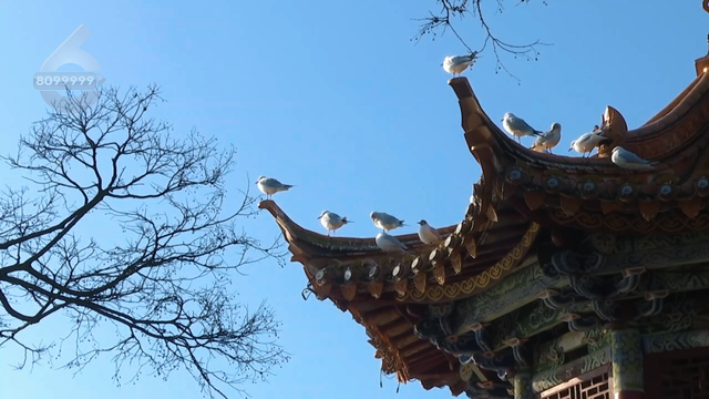 云南上榜全球最佳目的地！跟着《纽约时报》，重新走一遍茶马古道