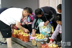 苏州本地枇杷上市 自产自销点销售火爆图片