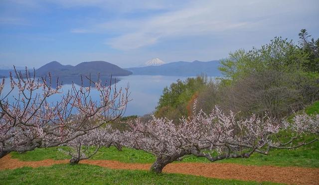 北海道「洞爷湖」四季自由行攻略：春天看梅赏樱、秋天游湖观枫
