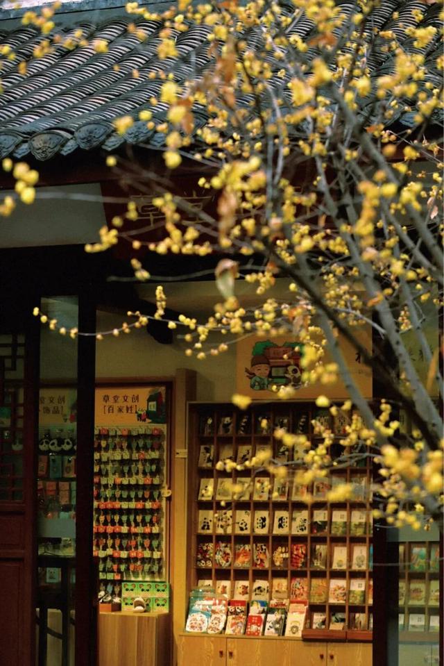 寒风再烈、冬日再冷，蜡梅照样艳压全场！