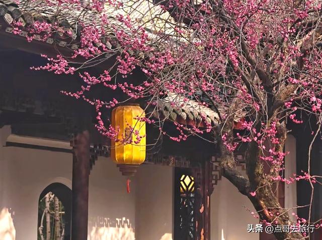 成都唐代园林梅花开了，被严重冷落，红墙青瓦，美到震撼！