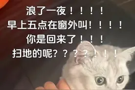 猫咪骑着扫地机器人离家出走，网友的评论笑翻了图片