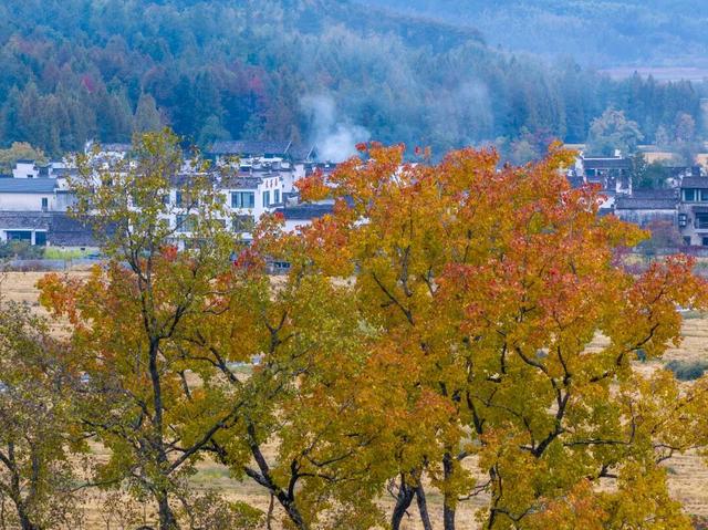 若你问深秋最该去哪里偷段闲？答案，就藏在黟县