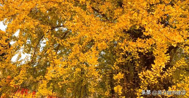 最大1600岁!黄石这几棵银杏王 你都打卡了吗?