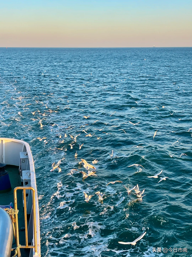 冬日限定浪漫！跟着蒋欣去海上喂海鸥！