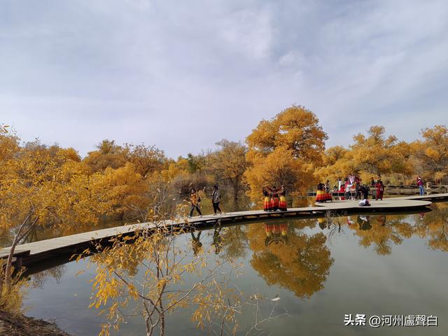 金塔胡杨林