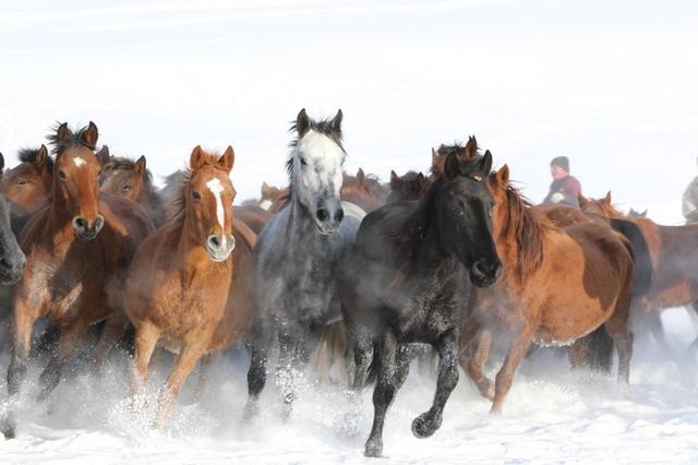 天山河谷·美哉伊犁丨8折优惠邀您住进雪原里的春天！