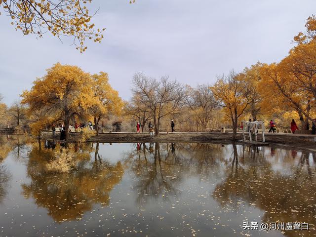 金塔胡杨林