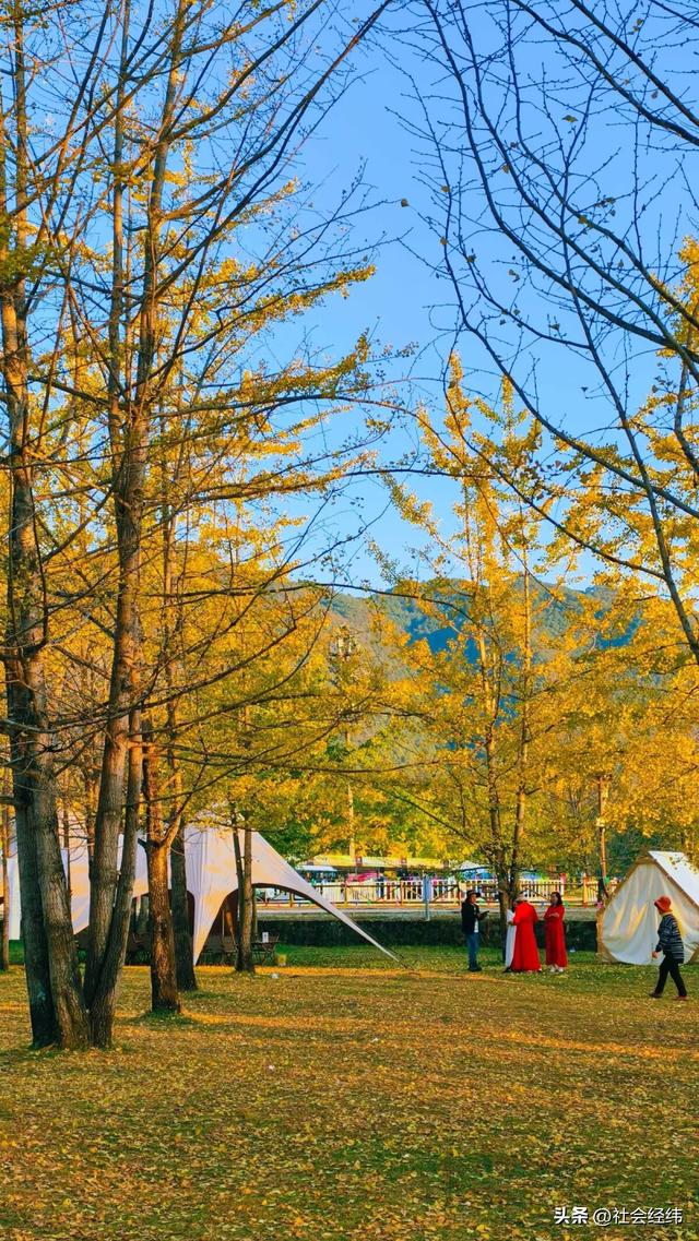 金色童话！腾冲千年银杏村，巷陌皆染秋光醉