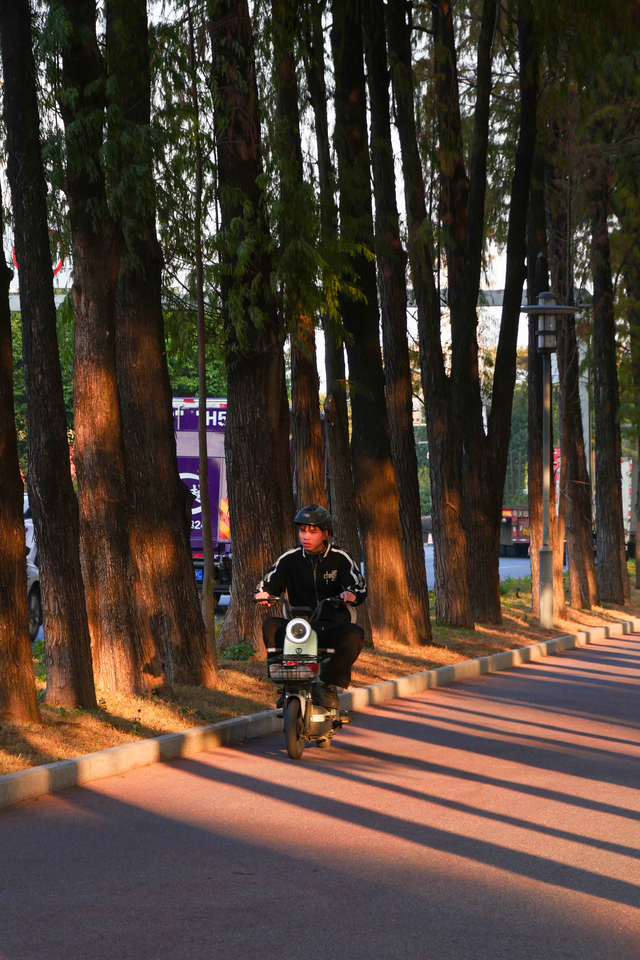 图集 | 顺德落羽杉悄然“换装”，等你来打卡“秋天的味道”