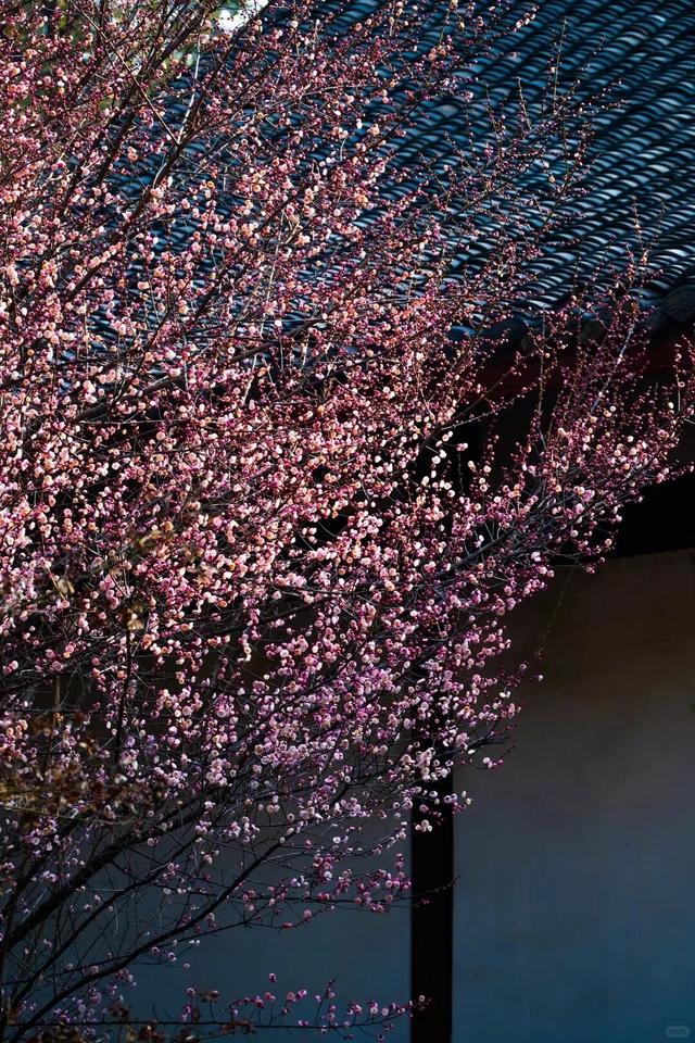 满屏梅花🤩不用怀疑！你期盼的春天提前来了！