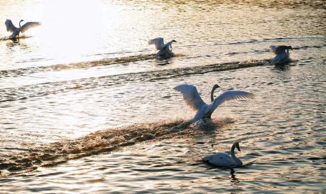 当黄河映驼影，这一刻仿佛穿越了丝路时光！