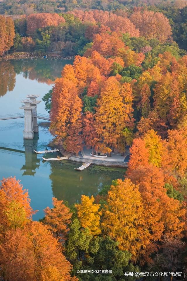 沙漠踏雪，只在武汉，最佳观赏期到了！