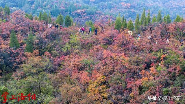 层林尽染！洛阳黄河两岸秋景已上线