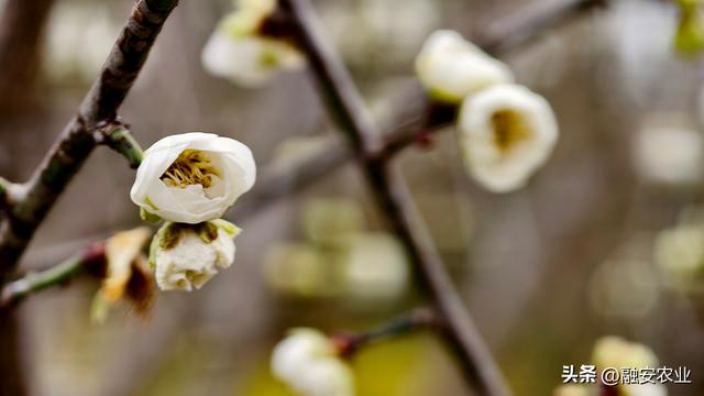 梅花迎冬开 美景入画来
