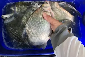野钓鳊鱼的实用技巧，掌握以后你就是河边最靓的仔！图片