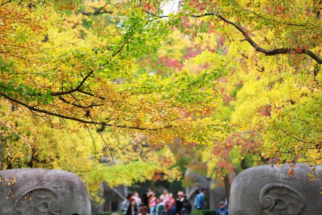 又到了秋天，第一座旅游城市，肯定选择六朝古都——南京！