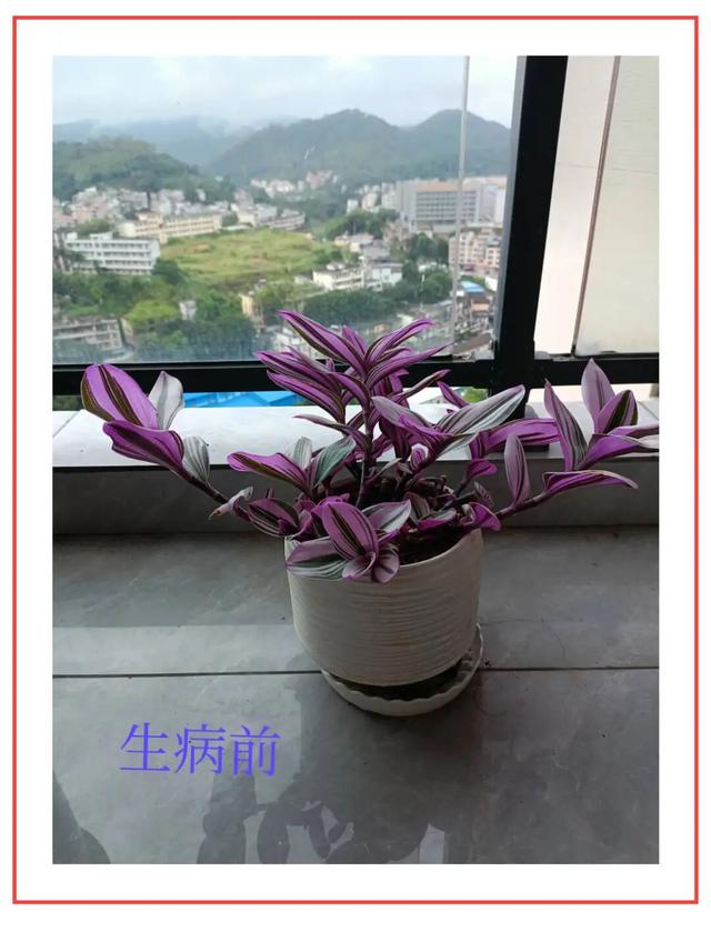 敢不敢来参加头条园艺pk赛