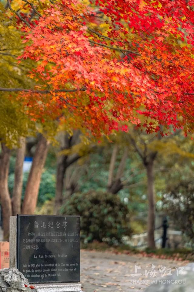 鲁迅公园枫叶红了！红黄青绿交织秋意浓~超出片