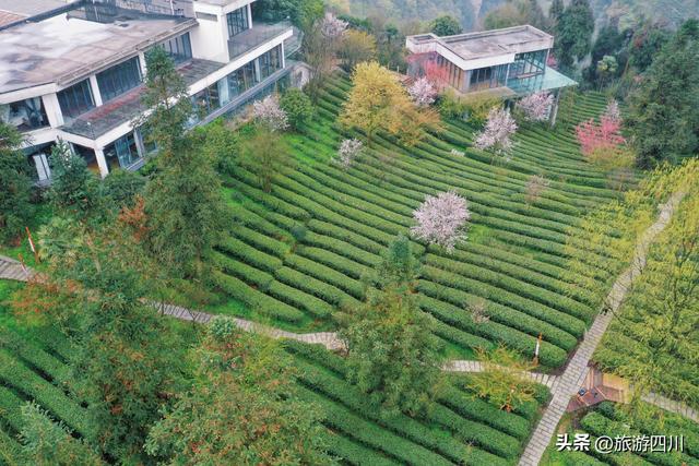 峨眉春晓 雪芽知——峨眉雪芽第六届开园采新节盛大举行