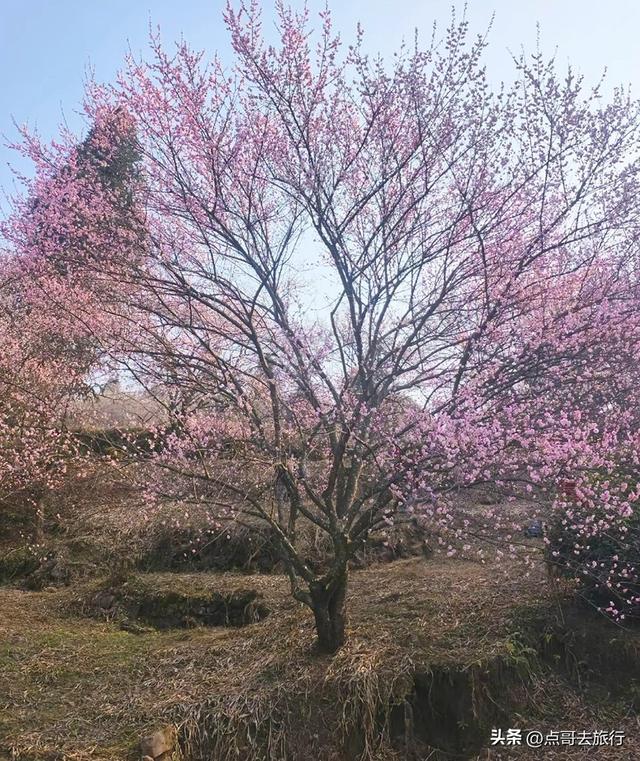 成都最新5个梅林花海，你该去哪个？其中一个被称为成都小林芝！