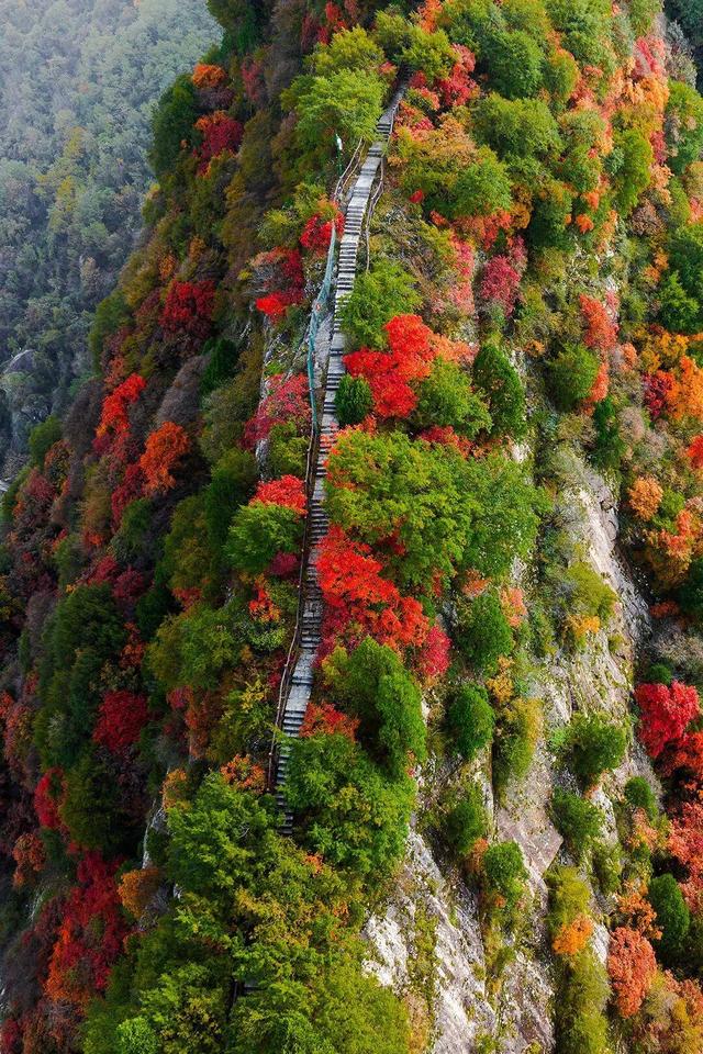 The Qinling Mountains in painted splendor｜秦岭彩叶大赏，美到“巅峰”