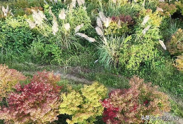 成都金堂爆红秋景，芭茅彩林超级惊艳，不要门票，徒步也是超棒！