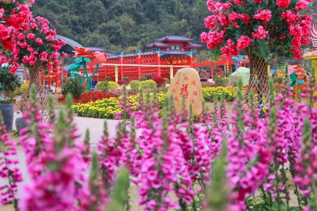春风有信，木棉花开有期！在东莞观音山，找到了春天热烈的模样！