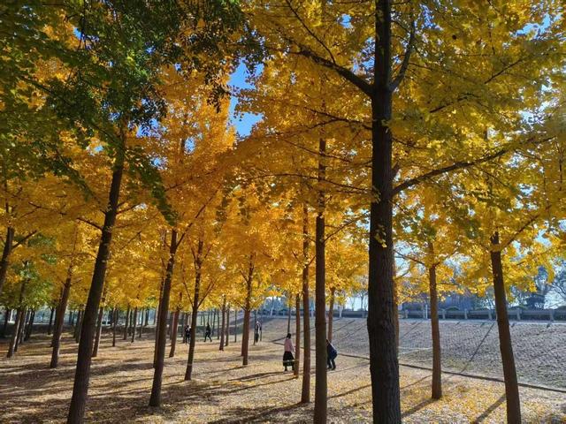 四亩银杏林成秋日 “顶流” 黄河畔上演 “金色浪漫”