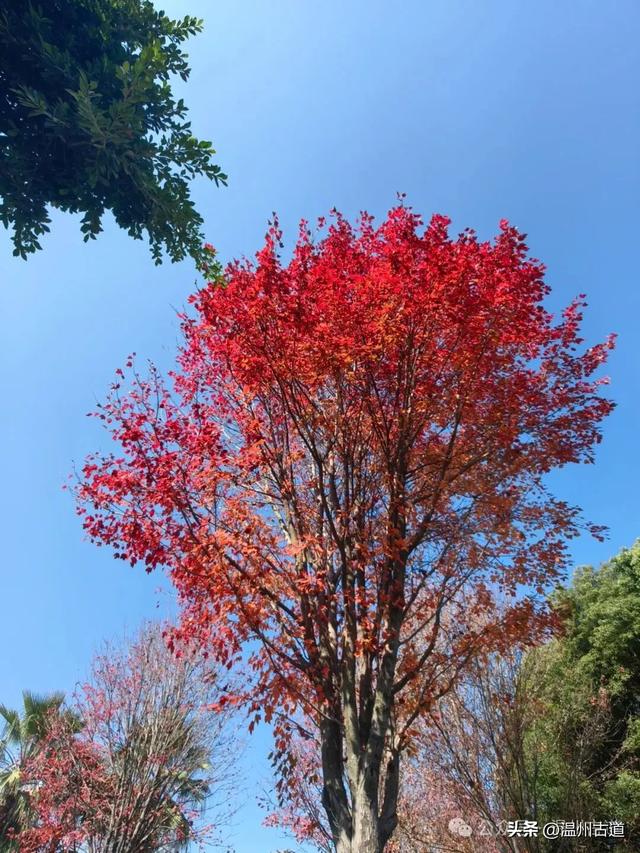 温州这个闹市中的公园，冬天亦有一番好风光！