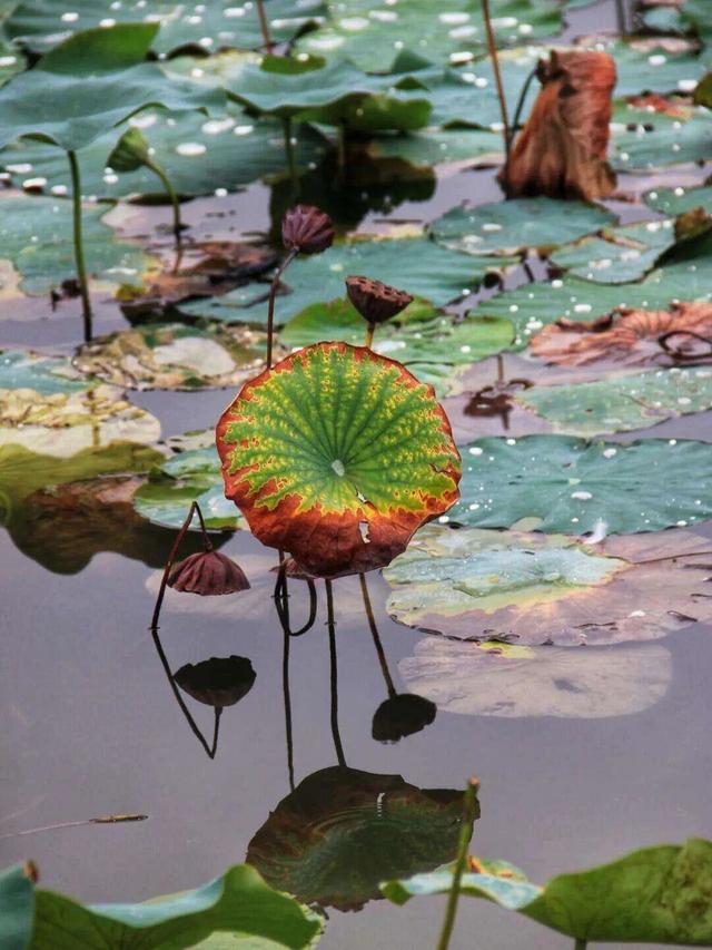 雨落神都，洛阳便成了水墨画！这5个地方最适合雨中漫步