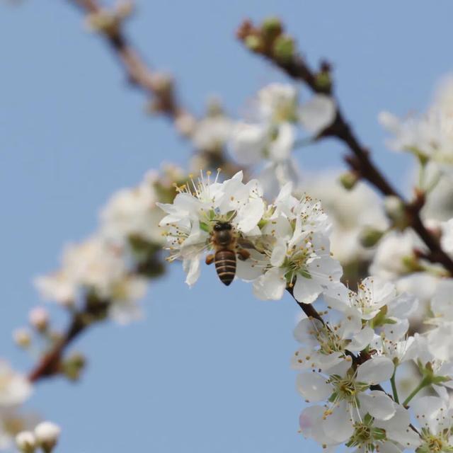 雪白冬日氛围感拉满！从化桂峰、莲麻李花节上线，吃喝玩乐一站畅玩