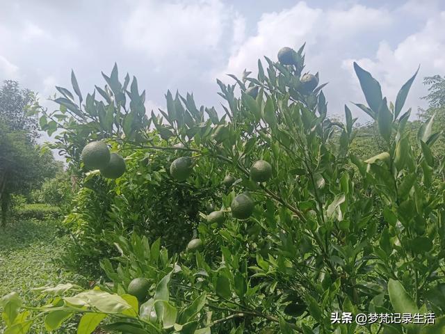 70多岁的老娘像个拼命三郎,一个人在雨天漫步拥抱大自然感觉不错