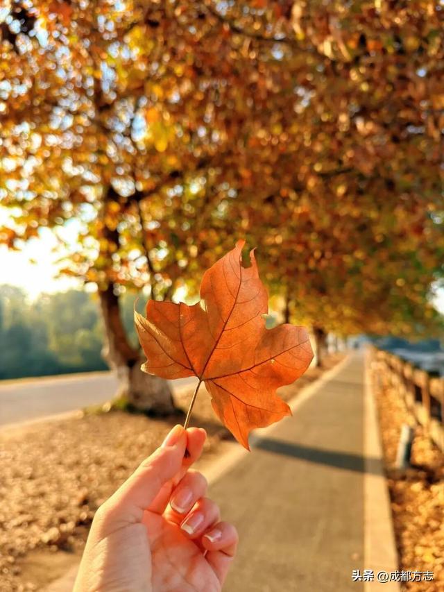 成都初冬的“人气王”竟是它？梧桐大道美到让人不想走！