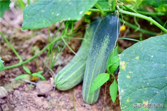 五一假期去哪儿？佛山紫南首届农耕文化节邀您共赴田园之约
