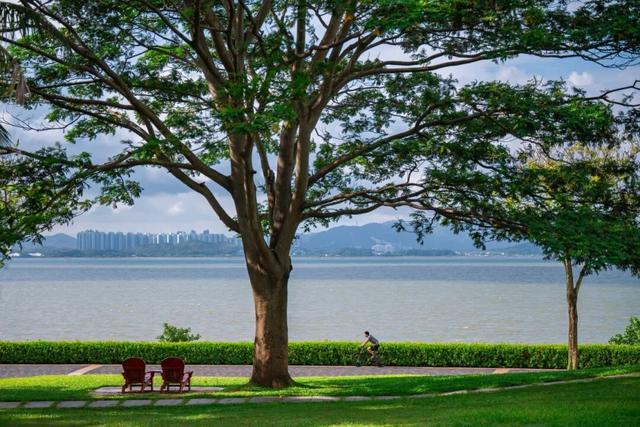 来深圳必走！一天看透城市的活力与浪漫