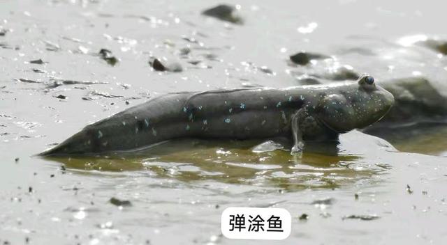 快乐的25/26深圳湾候鸟季