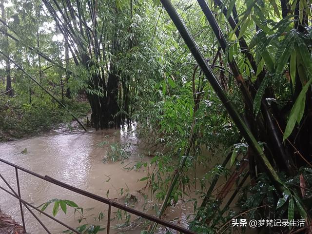70多岁的老娘像个拼命三郎,一个人在雨天漫步拥抱大自然感觉不错