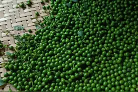 木姜子，生长于大山深处的天然香料，深受西南地区人民的喜爱！图片