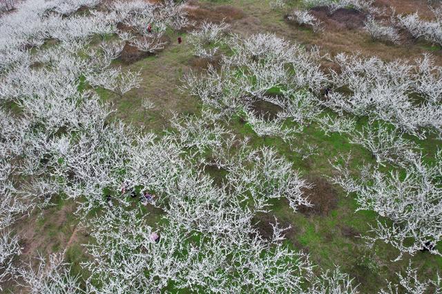 四川内江：踏青赏花 乐享春光