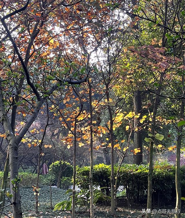 成都被私藏的彩林公园，流金溢彩，充满老城烟火气，地铁公交直达