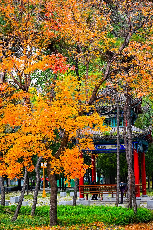 “醉”秋上线！潞州区美翻了