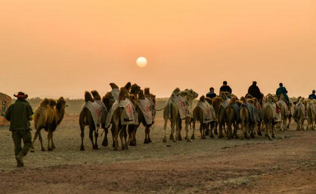 穿越古老的阳关古道，“东天山来的骆驼队”如今走到哪儿了？