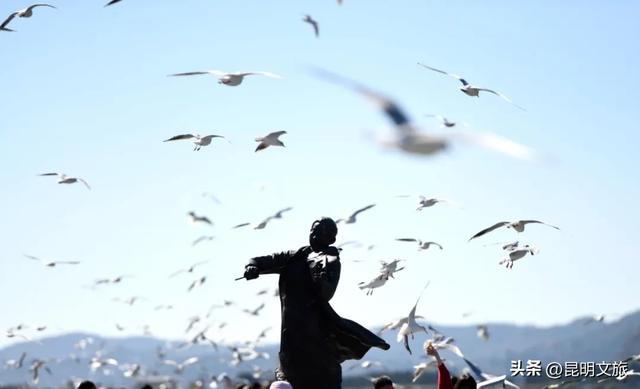 跟着滇超游昆明 | “鸥”然心动！打卡日记已备好，观鸥季精彩继续~