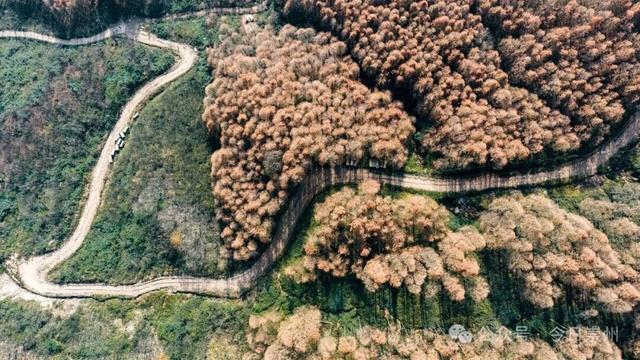 崇州彩林天花板🤩🤩🤩谁还没去过？