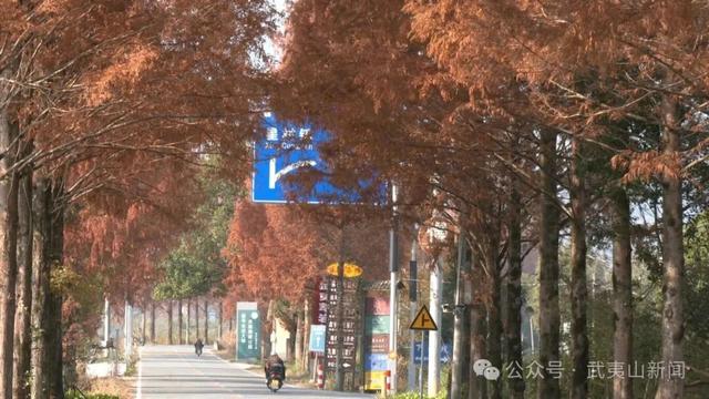 层林尽染诗意浓 水杉美景引客来