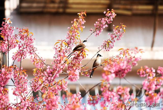 六盘水市水城河畔冬樱和梅花盛开鸟语花香引客来