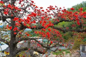 各个省的省花介绍图片