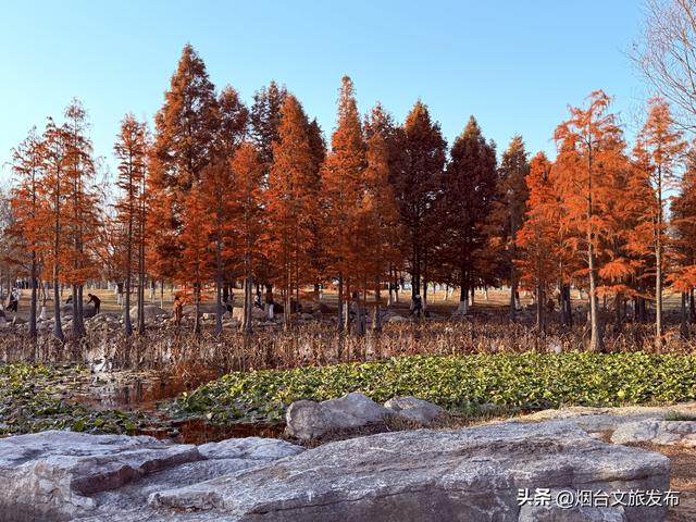 【乐游烟台】出片率200％！这里自带暖调滤镜！